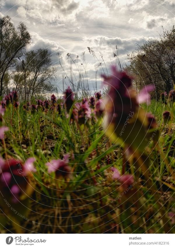 Taubnesseldschungel Frühling Wiese Gras Wolken Himmel Büsche Gegenlicht dicht grün Natur Menschenleer Schönes Wetter Pflanze