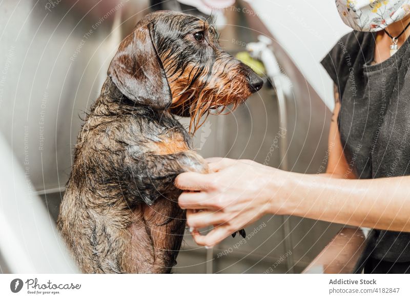 Hundefrisör wäscht Hund mit Dusche im Salon für Haustiere Hundefrisörin Rauhhaardackel Waschen Fell Veterinär Verfahren Stammbaum Klinik Waschbecken Eckzahn