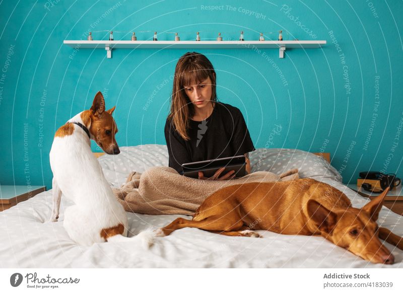 Junge Frau surft Tablet auf dem Bett in der Nähe von niedlichen Hunden Tablette Browsen Haustier sich[Akk] entspannen Komfort zu Hause Besitzer benutzend ruhen