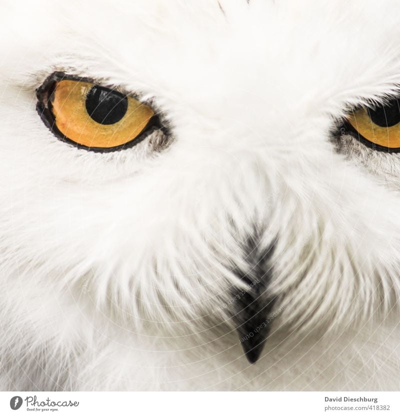 Im Auge des Jägers Wald Wildtier 1 Tier gelb schwarz weiß Schnee-Eule Schnabel Feder Kopf böse fokussieren Appetit & Hunger Reflexion & Spiegelung Blick