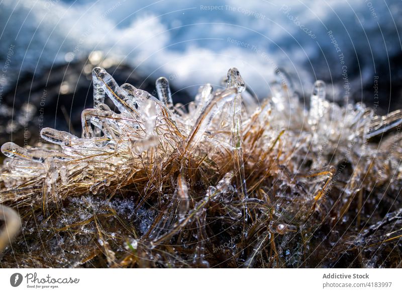 Gefrorenes Gras an einem sonnigen Tag im Winter gefroren Eis trocknen kalt Natur Frost Pflanze Norwegen frieren Umwelt Wetter Saison tagsüber arktische ruhig