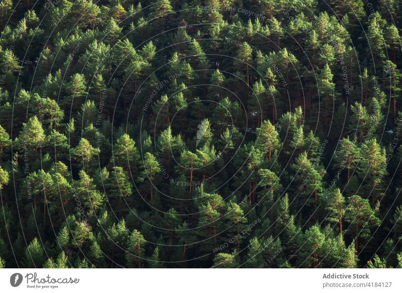 Luftaufnahme von üppigen Baumspitzen an einem sonnigen Tag Wald pflanzlich Gipfel Waldgebiet Überfluss Natur Wachstum Krone Wälder Laubwerk Grün Botanik Flora