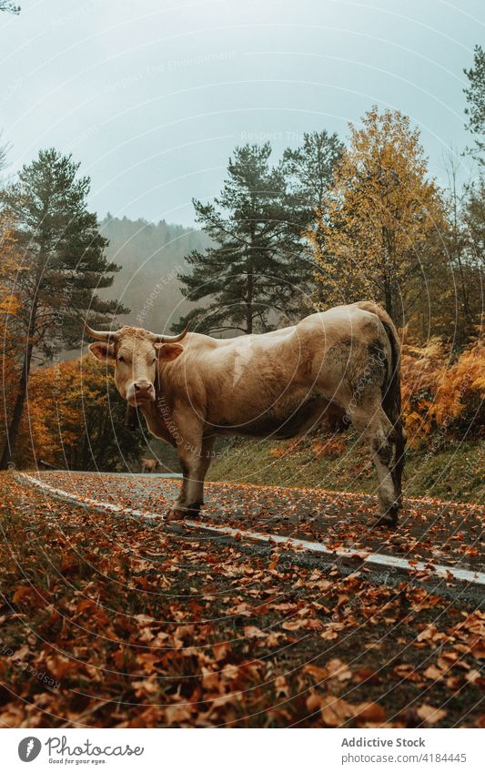 Kuh beim Grasen auf der Straße in der Nähe des Waldes im Herbst Weide wolkig Tier Fahrbahn Wälder fallen Asphalt braun Saison Kreatur Blatt bedeckt Wetter