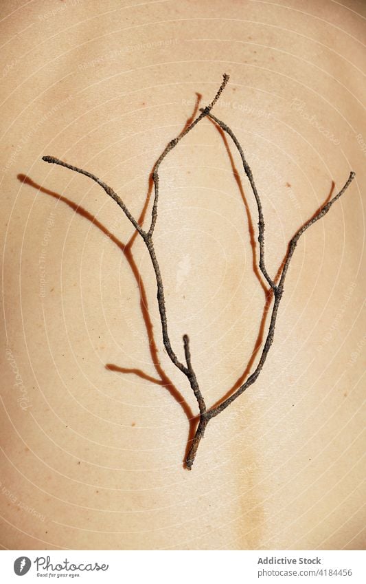 Zerbrechlicher trockener Baumast auf dem Körper einer anonymen Person Zweig Natur zerbrechlich Ast Harmonie Botanik Gelassenheit Windstille Laubwerk filigran