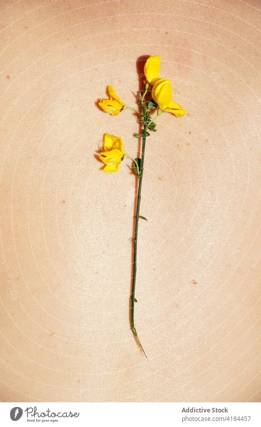 Zarte Blume auf dem Körper einer gesichtslosen Person Natur Angebot Sonnenlicht Sommer Blüte filigran Blütenblatt Sommerzeit romantisch hell gelb Bräune