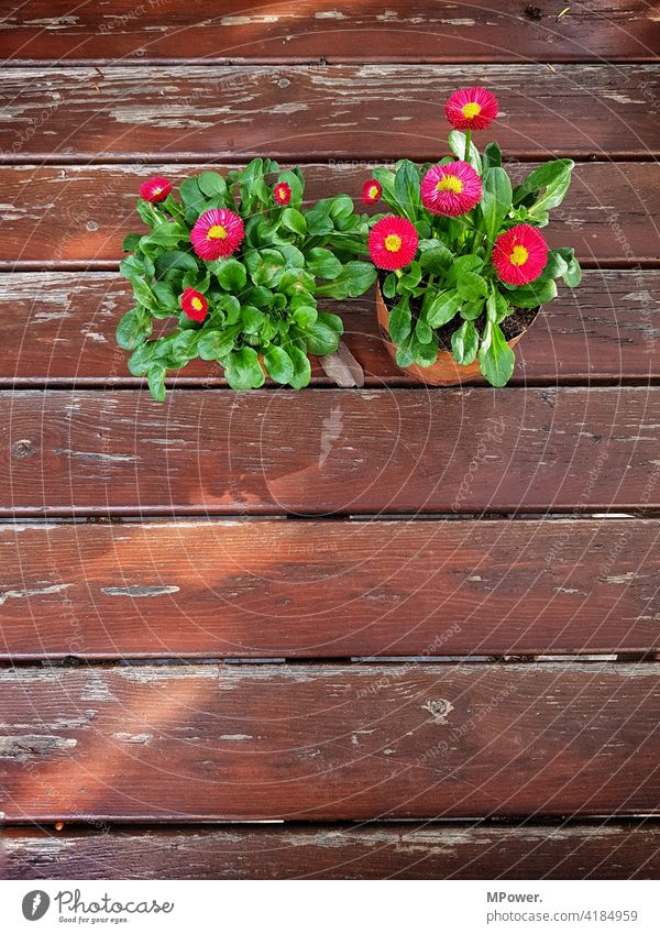 Frühling auf den Tisch Frühlingsblume Topfpflanze Holz Holztisch Menschenleer Farbfoto Außenaufnahme Pflanze Latten abgenutzt Blume Dekoration & Verzierung