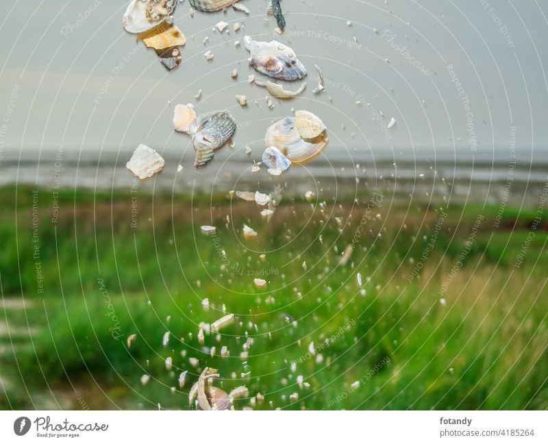 Fallende Muscheln in den Salzsümpfen Ordnung Experiment Natur Landschaft Küste Deutschland Nordseeküste ebb Wattenmeer Muschelschalen fallend