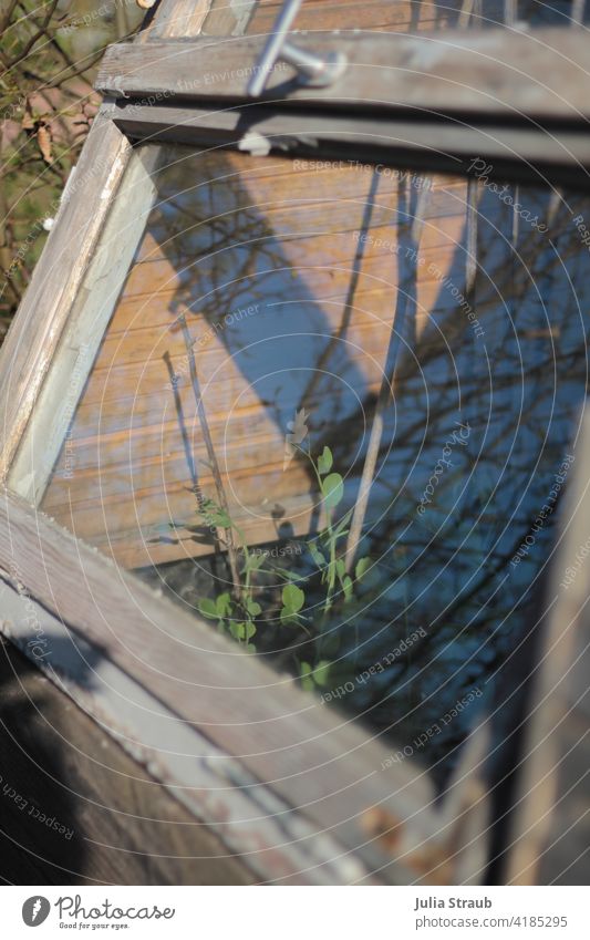 Hochbeet mit selbstgebauten Dach aus alten Fenstern Recycling upcycling Fensterscheibe Holzfenster weiß spieglung Garten Erbsen Bambusrohr Kletterhilfe