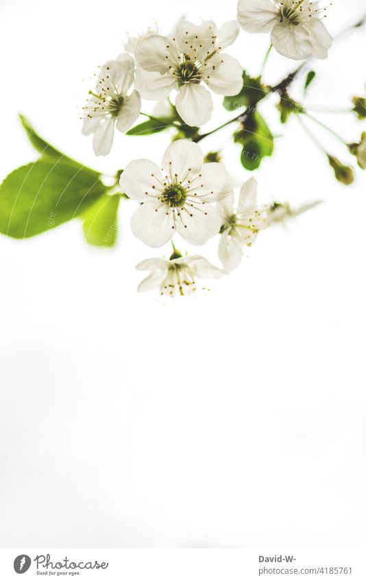 Kirchblüten in voller Pracht Süßkirschbaum Frühling Blüte blühen weiß grün Frühlingsgefühle Pflanze Nahaufnahme schön
