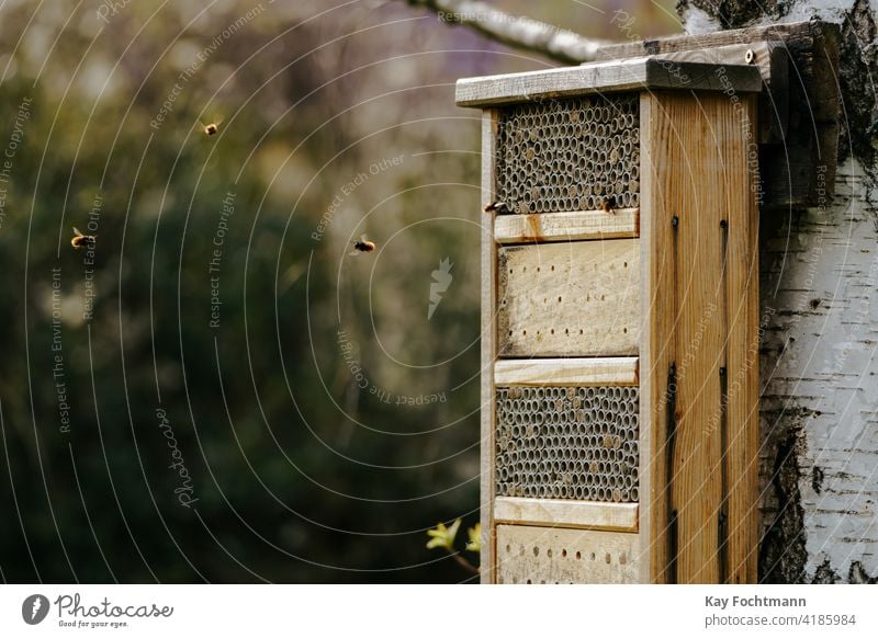 Wildbienen fliegen ins Insektenhotel Tier Biene Wanze Wanzenhotel Erhaltung Landschaft Tag ökologisch Ökologie Umwelt Rahmen Garten Gartenarbeit Lebensraum