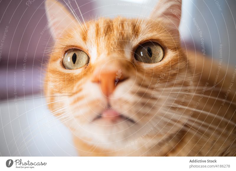 Aufmerksame Katze mit grünen Augen zu Hause katzenhaft Tier Haustier achtsam Starrer Blick grüne Augen Porträt heimwärts Fokus Maul dünn Schnurrhaar Säugetier