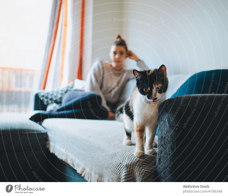 Niedliche Rassekatze auf Sofa mit junger Frau Katze spielen Kattun Liege Streicheln Haustier Appartement Zusammensein Freund Beine gekreuzt gemütlich katzenhaft