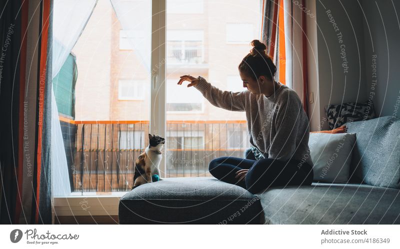 Junge Frau spielt mit süßer Rassekatze auf dem Sofa spielen Kattun Katze Liege Streicheln Haustier Appartement Zusammensein Freund Beine gekreuzt gemütlich