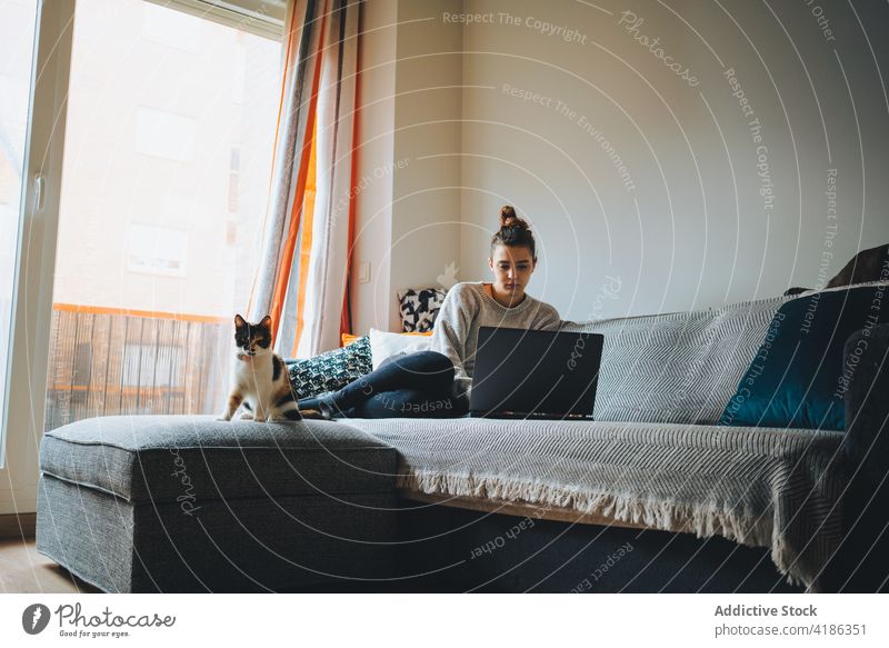 Konzentrierte junge Frau, die mit ihrem Netbook online arbeitet, während sie mit ihrer Katze auf dem Sofa sitzt Arbeit Laptop abgelegen Kattun Zusammensein