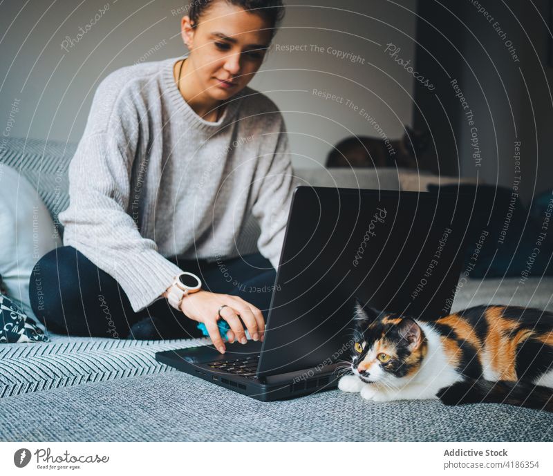 Konzentrierte junge Frau, die mit ihrem Netbook online arbeitet, während sie mit ihrer Katze auf dem Sofa sitzt Arbeit Laptop abgelegen Kattun Zusammensein