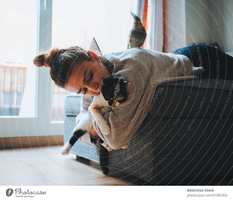 Junge Frau spielt mit süßer Rassekatze auf dem Sofa spielen Kattun Katze Liege Streicheln Haustier Appartement Zusammensein Freund Beine gekreuzt gemütlich
