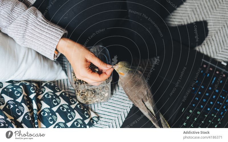 Anonyme Frau, die einen Nymphensittich füttert, während sie sich auf dem Sofa entspannt Futter sich[Akk] entspannen Samen Webervogel Besitzer ruhen Laptop Vogel