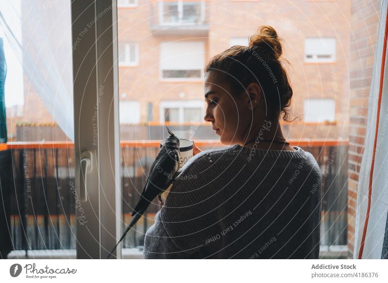 Verträumte junge Frau trinkt heißes Getränk in der Nähe von Fenster mit entzückenden weiro Vogel auf der Schulter Heißgetränk verträumt Nymphensittich Besitzer