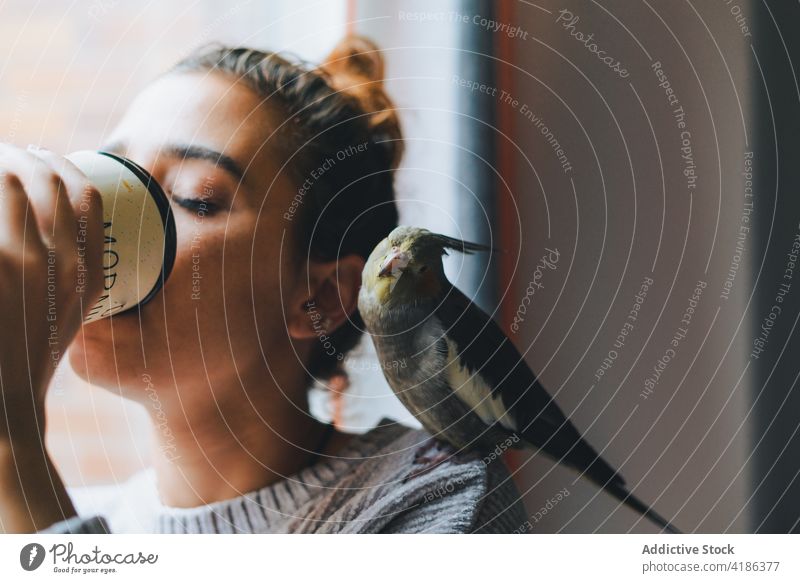 Verträumte junge Frau trinkt heißes Getränk in der Nähe von Fenster mit entzückenden weiro Vogel auf der Schulter Heißgetränk verträumt Nymphensittich Besitzer