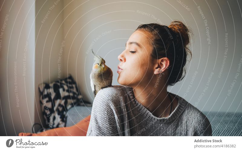 Junge Frau küsst süßen Nymphicus hollandicus Vogel auf der Schulter zu Hause sitzen Nymphensittich Kuss Besitzer Zusammensein Haustier exotisch Liebe