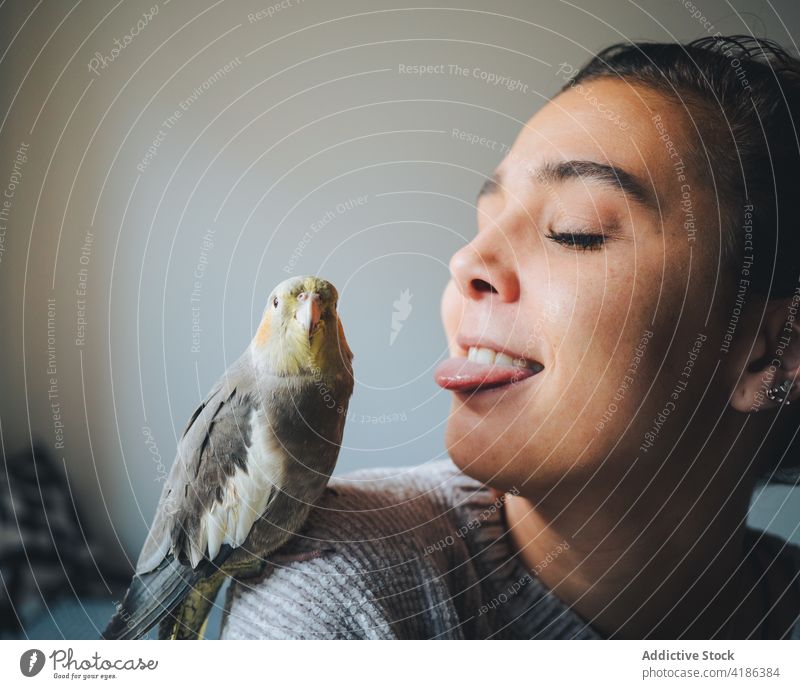 Junge Frau streckt die Zunge heraus süßer Nymphicus hollandicus Vogel sitzt auf der Schulter zu Hause Nymphensittich Besitzer Zusammensein Haustier exotisch