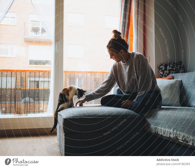 Junge Frau streichelt süße Rassekatze auf dem Sofa spielen Kattun Katze Liege Streicheln Haustier Appartement Zusammensein Freund Beine gekreuzt gemütlich