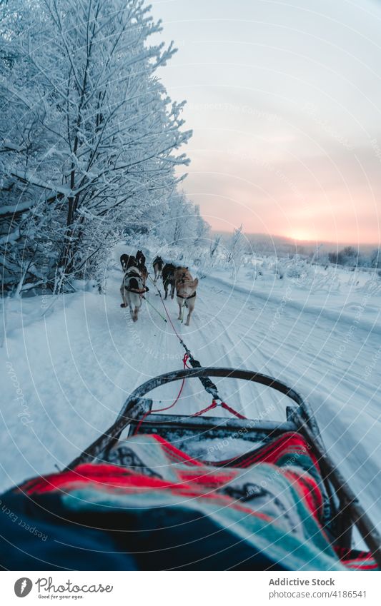 Schlittenhunde ziehen einen Schlitten auf einem verschneiten Weg in der Nähe eines Waldes an einem bedeckten Wintertag Hund Schnee Straße Tier Verkehr Tradition