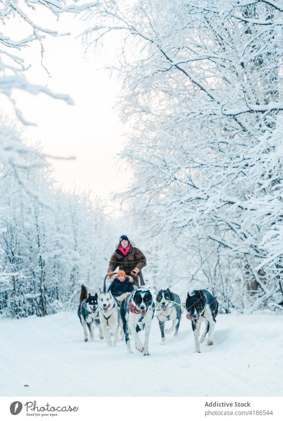 Schlittenhund, der im Winterwald läuft und einen Schlitten mit einem anonymen Kind zieht Hund Husky Schnee Wald Mann Tier Straße Natur kalt Musher laufen