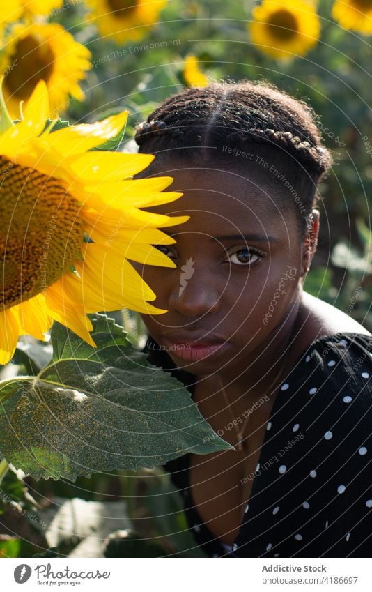 Zarte schwarze Frau berührt Sonnenblume im Feld Angebot berühren ruhig Harmonie Natur filigran Blütezeit ethnisch Afroamerikaner Blume Wiese Gelassenheit