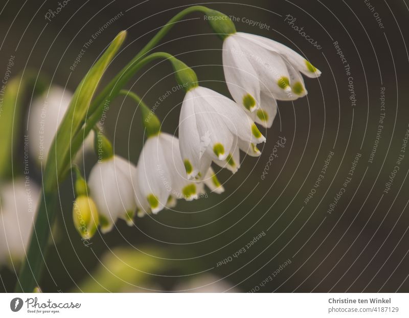 Leucojum aestivum / Sommer-Knotenblume Sommerknotenblume Amaryllisgewächse Zwiebelblume spätblühende Knotenblume weiß Pflanze Blüte Blume anmutig grün Frühling