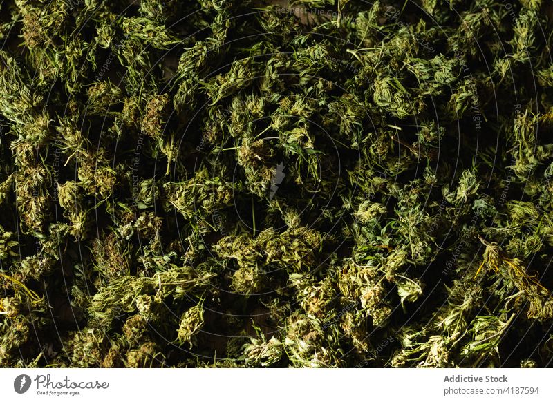 Hintergrund der grünen Marihuana-Knospen Cannabis Blütenknospen Schaltfläche Textur Kraut Hanf Pflanze natürlich ganja Schreibtisch ungesetzlich organisch