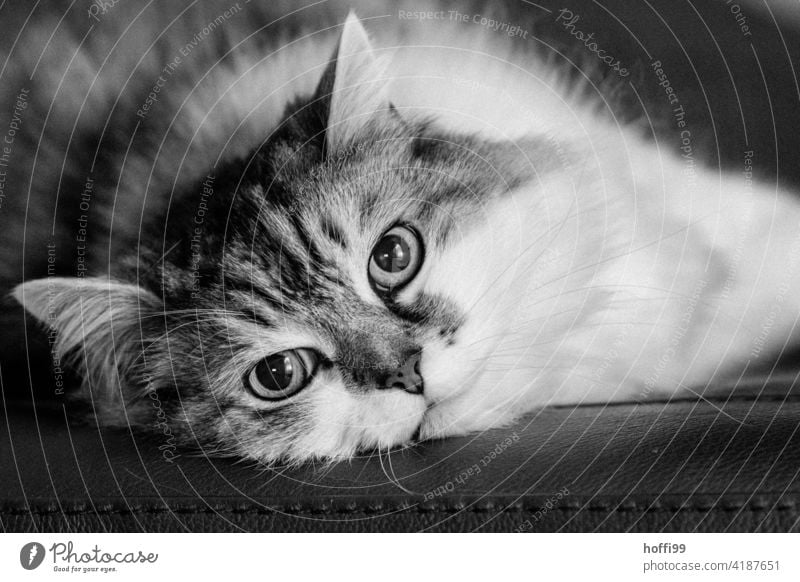 Der Kater blickt in die Kamera Katze Haustier Hauskatze Katzenauge Tiergesicht Katzenkopf niedlich Schnurrhaar Schnauze Auge Neugier Katzenohr kuschlig