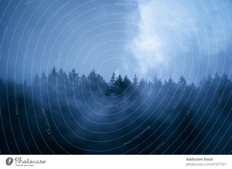 Winterwald unter nebligem Himmel am Abend Wald Nebel Natur Waldgebiet Landschaft Umwelt wolkig nadelhaltig Mysterium Dunst Atmosphäre kalt unberührt Wetter