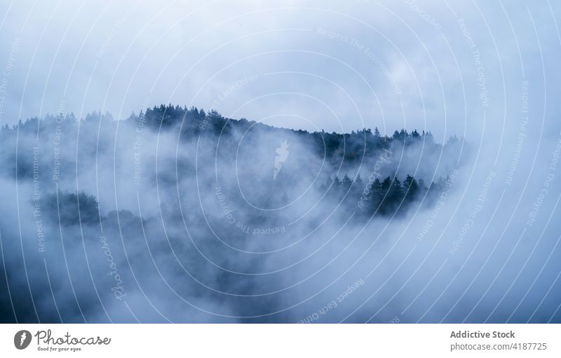Winterwald unter nebligem Himmel am Abend Wald Nebel Natur Waldgebiet Landschaft Umwelt wolkig nadelhaltig Mysterium Dunst Atmosphäre kalt unberührt Wetter