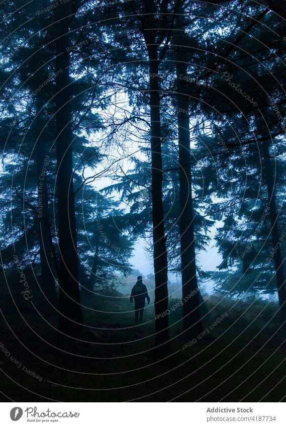 Unerkennbare Silhouette eines Reisenden, der auf einem Gehweg den nächtlichen Wald betrachtet Tourist nachdenken Fernweh erkunden Natur Landschaft Weg