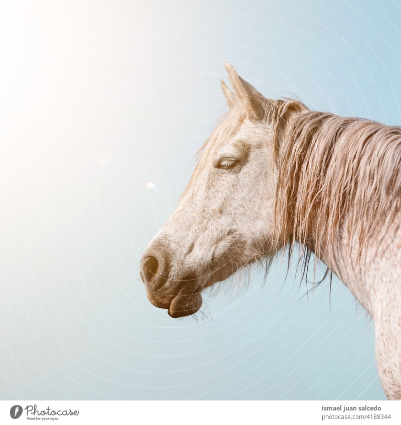 schönes weißes Pferdeporträt Porträt Tier wild Kopf Auge Ohren Behaarung Natur niedlich Schönheit elegant wildes Leben Tierwelt ländlich Wiese Bauernhof