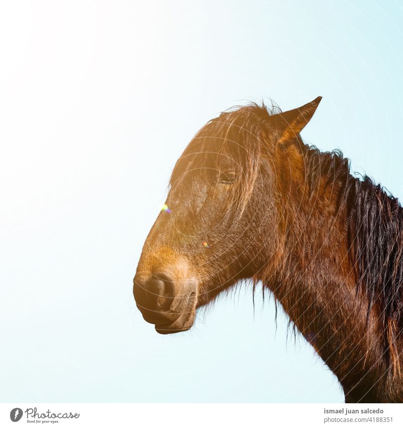 Portrait eines schwarzen Pferdes Rappe Porträt Tier Tiermotive wild Kopf Auge Ohren Behaarung Natur niedlich Schönheit elegant wildes Leben Tierwelt ländlich