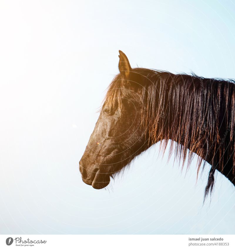 Stirn Pferd Porträt auf der Wiese braun Tier wild Kopf Auge Ohren Behaarung Natur niedlich Schönheit elegant wildes Leben Tierwelt ländlich Bauernhof
