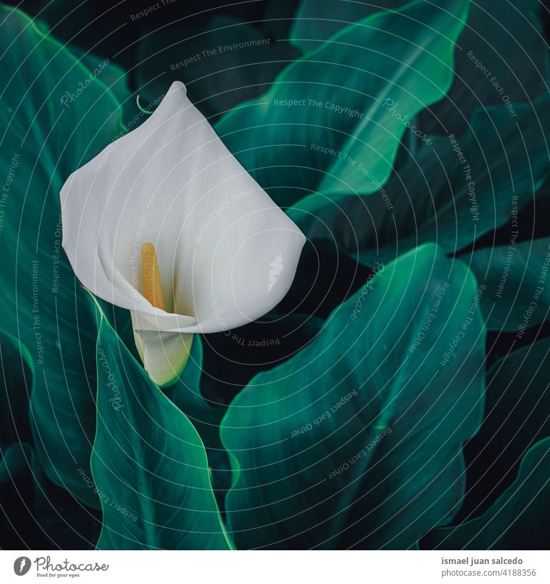 schöne Lilie Calla Blume im Garten im Frühling Lilien Pflanze Blütenblätter Blätter weiß grün geblümt Flora Natur dekorativ Dekoration & Verzierung romantisch