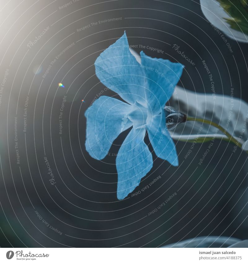 romantische blaue Blume im Garten im Frühling Blütenblätter Pflanze geblümt Flora Natur natürlich dekorativ Dekoration & Verzierung Schönheit Zerbrechlichkeit