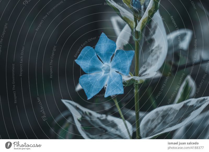 schöne blaue Blume im Garten in der Frühlingssaison Blütenblätter Pflanze geblümt Flora Natur natürlich dekorativ Dekoration & Verzierung romantisch Schönheit