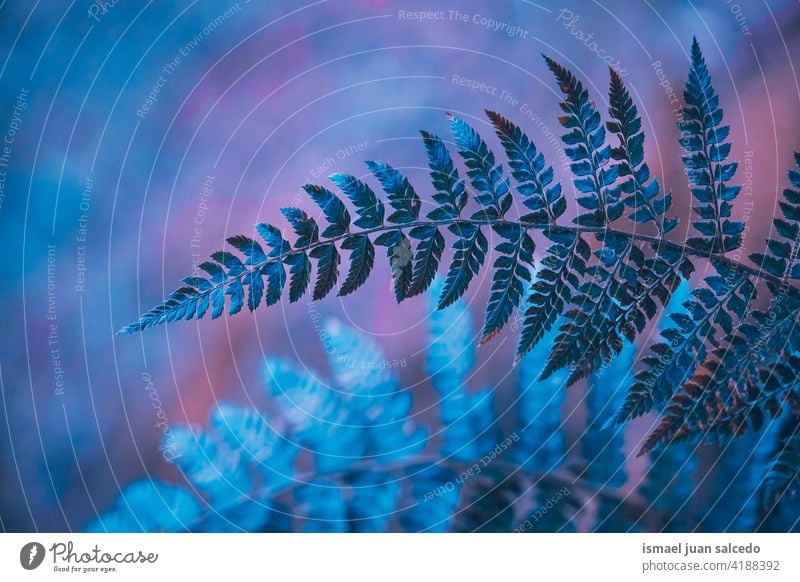 blaues Farnblatt in der Natur in der Herbstzeit Wurmfarn Pflanze Blatt Blätter abstrakt Textur texturiert Garten geblümt dekorativ im Freien Zerbrechlichkeit