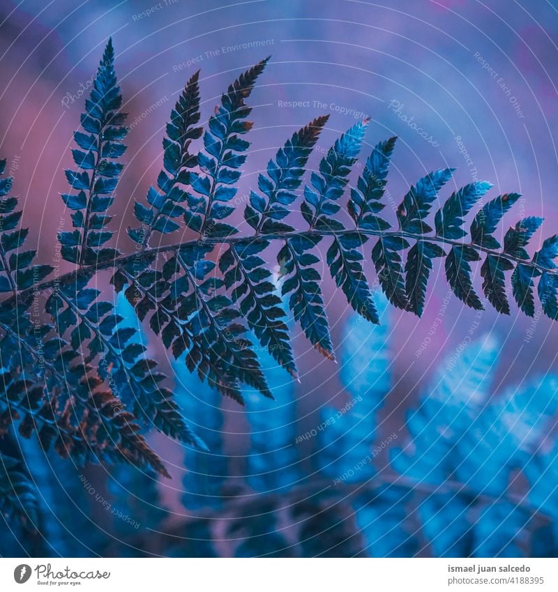 blaues Farnblatt in der Natur in der Herbstzeit Wurmfarn Pflanze Blatt Blätter abstrakt Textur texturiert Garten geblümt dekorativ im Freien Zerbrechlichkeit