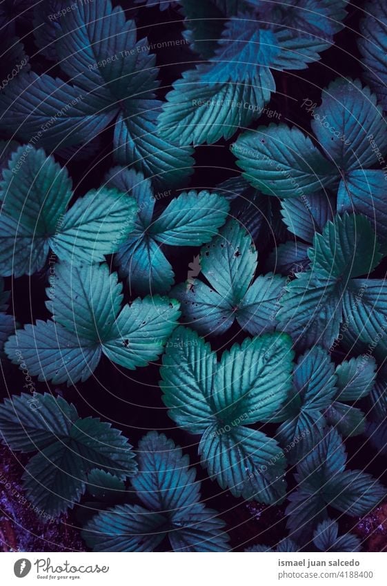 blaue Pflanze Blätter in der Natur im Frühling Blatt purpur Garten geblümt natürlich Laubwerk Vegetation dekorativ Dekoration & Verzierung abstrakt texturiert