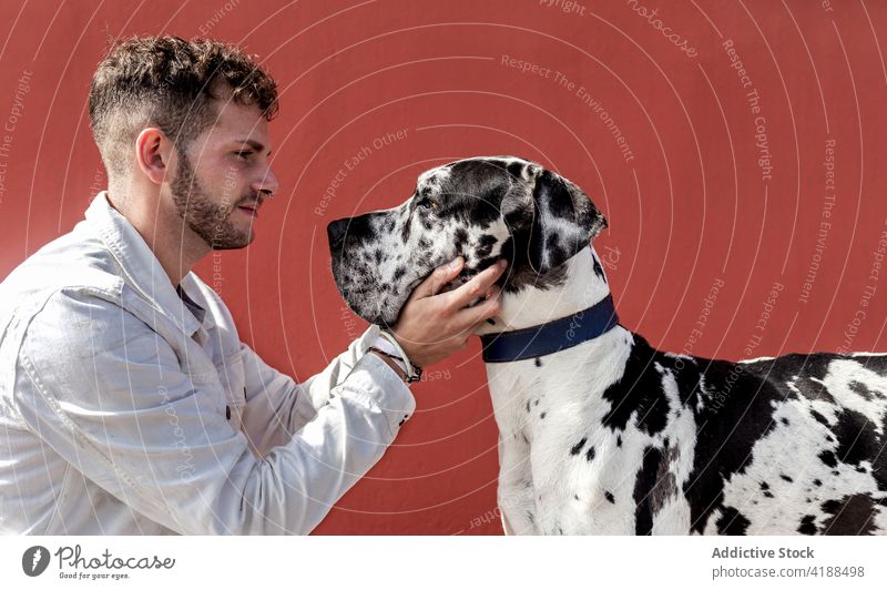 Junger männlicher Besitzer streichelt treuen reinrassigen Hund auf der Straße Mann Kraulen Deutsche Dogge Freund Liebe Stil Zusammensein Streicheln Haustier