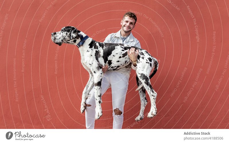 Fröhlicher junger Mann umarmt süße Deutsche Dogge auf der Straße Hund führen Lächeln Freundschaft Zusammensein Besitzer Haustier Tier Harlekin heiter männlich