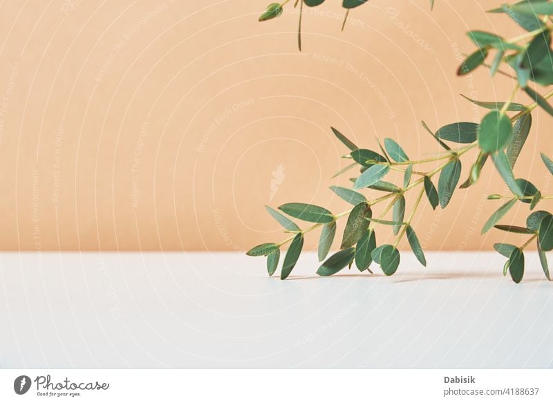 Leere Plattform mit Pflanzenblättern auf beigem Hintergrund sehr wenige Attrappe Präsentation Szene Produkt zeigen Anzeige Schatten Schönheit Blatt Baum Design