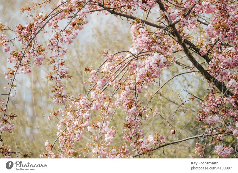 Prunus serrulata in der Blütezeit des Frühlings schön Schönheit Überstrahlung Ast hell Kirsche Dekoration & Verzierung Blumen frisch fukushima Japanisch Blatt