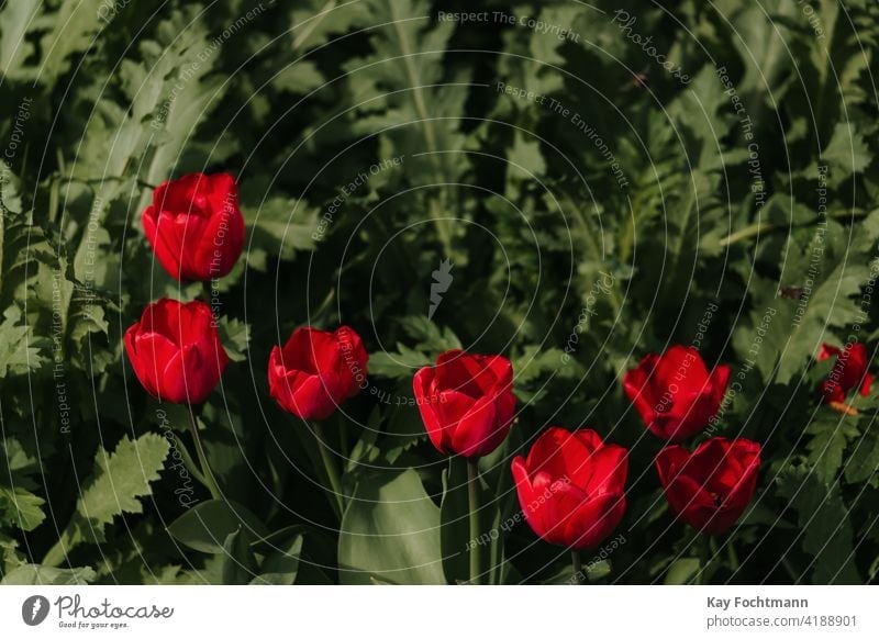 Strauß blühender Tulpen schön Blütezeit Überstrahlung botanisch Blumenstrauß farbenfroh Tag Dekor Dekoration & Verzierung Bauernhof Feld Flora geblümt Garten