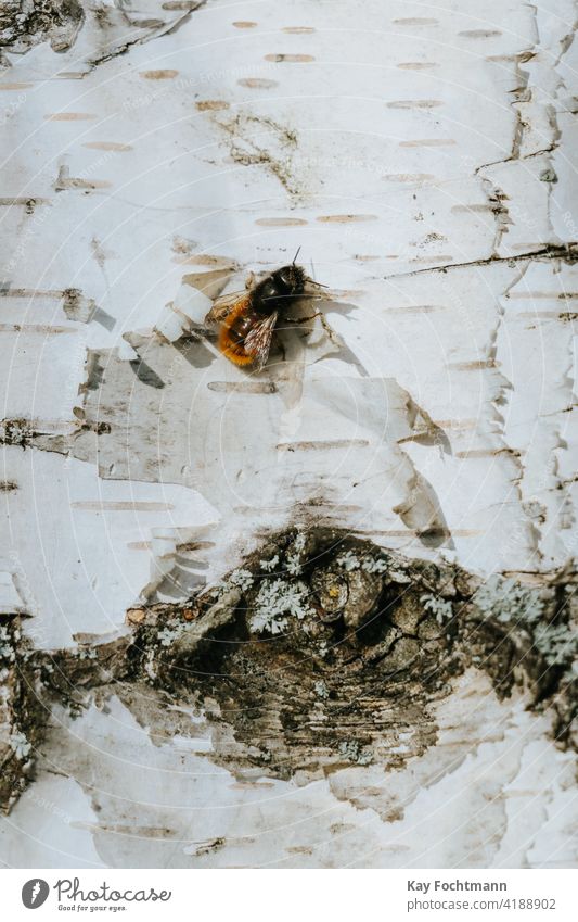 einzelne Wildbiene auf Birke ruhend Apoidea Ackerbau Tier Biene Nahaufnahme Kolonie gefährdet Garten Insekt Makro Natur aussruhen Baum Arbeiter Arbeitsbiene